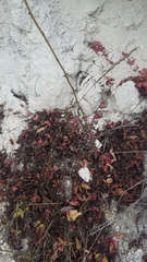 Thinopyrum elongatum