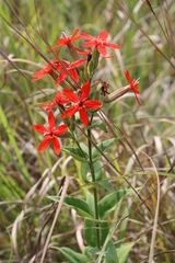 Silene regia