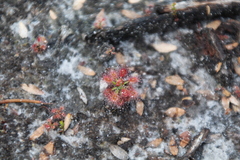 Drosera roseana