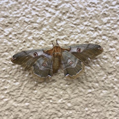 Saturnia jonasii jonasii