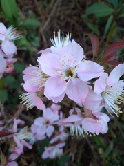 Prunus cerasoides