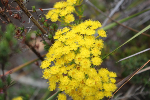 Image of Verticordia endlicheriana by (c) Em Lamond, some rights reserved (CC BY)