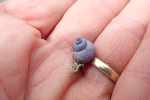 photo of Dwarf Violet Snail (Janthina exigua)