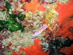 Felimida purpurea