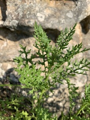 Senecio rhyncholaenus