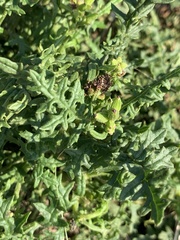 Senecio rhyncholaenus