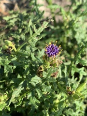 Senecio rhyncholaenus