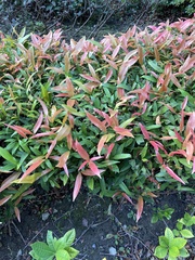 Magnoliopsida