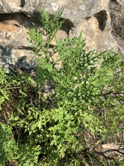 Senecio rhyncholaenus