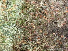 Fumana ericifolia