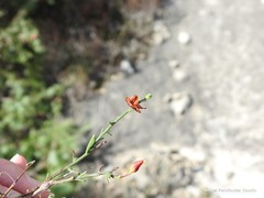 Fumana ericifolia