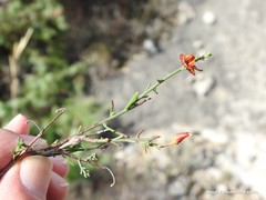 Fumana ericifolia