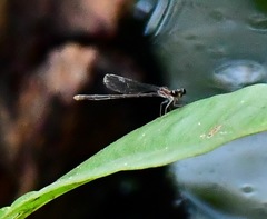 Mortonagrion arthuri