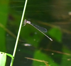 Mortonagrion arthuri