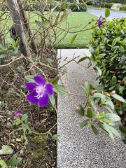 Tibouchina