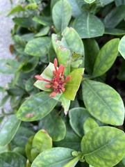 Ixora