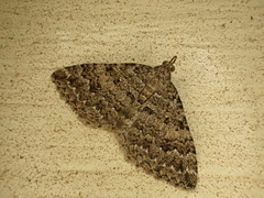 Helastia semisignata