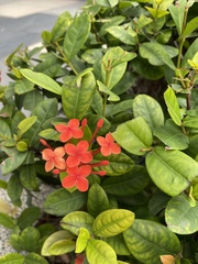 Ixora