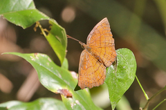 Ariadne specularia