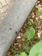 Hydrotaea chalcogaster