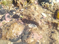 Ruanoho decemdigitatus