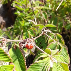 Rubus lineatus