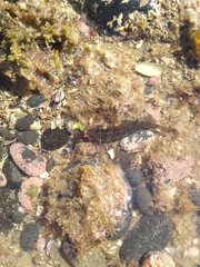 Ruanoho decemdigitatus