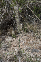 Thelypodium crispum