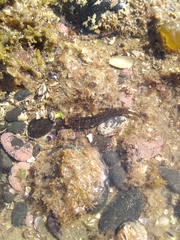 Ruanoho decemdigitatus