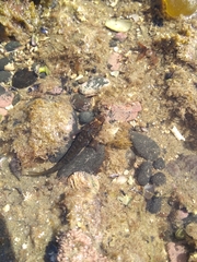 Ruanoho decemdigitatus