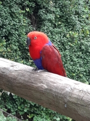 Eclectus