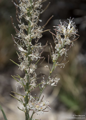 Thelypodium crispum
