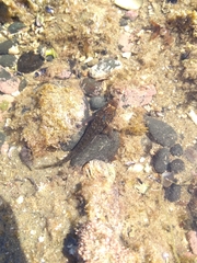 Ruanoho decemdigitatus