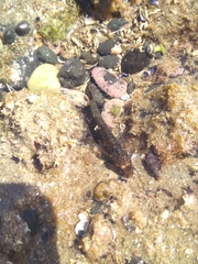 Ruanoho decemdigitatus