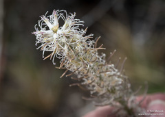Thelypodium crispum