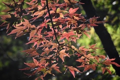 Acer palmatum