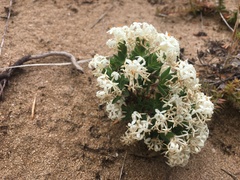 Pimelea glauca