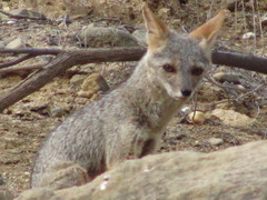 Lycalopex sechurae