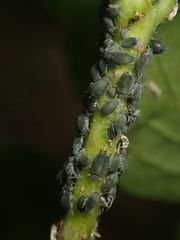 Aphis sambuci