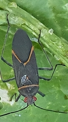 Leptocoris amictus