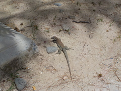 Pholidoscelis plei