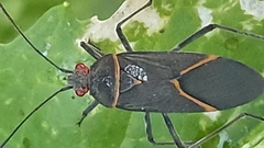 Leptocoris amictus