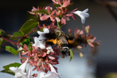 Macroglossum pyrrhosticta