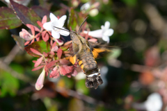 Macroglossum pyrrhosticta
