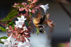 Macroglossum pyrrhosticta