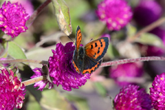 Lycaena phlaeas daimio