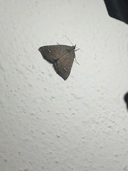 Focillidia