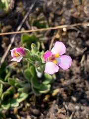 Craterostigma wilmsii