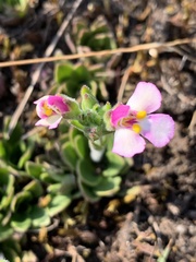 Craterostigma wilmsii