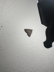 Focillidia